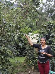 Visit to the coffee plantation